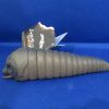 Bandai 2018 Mothra Larva